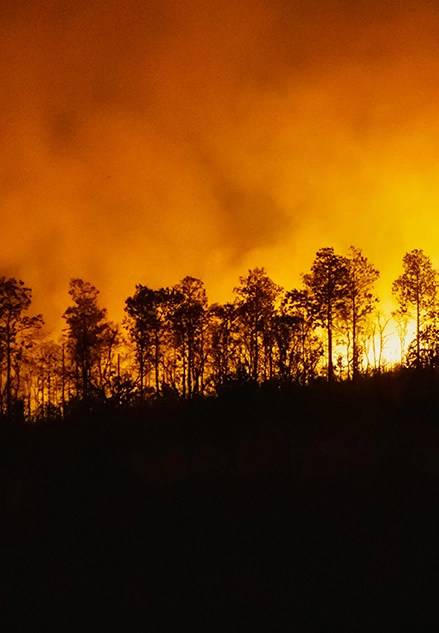 حل نظام الكشف عن حرائق الغابات